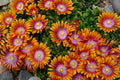 Delosperma 'Fire Spinner' – Bicolor Ice Plant – 4 inch pot – Ornamental Grassworks