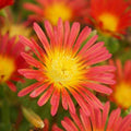 Delosperma 'Wheels of Wonder Fire Wonder' – Ice Plant – 4 inch pot – Ornamental Grassworks