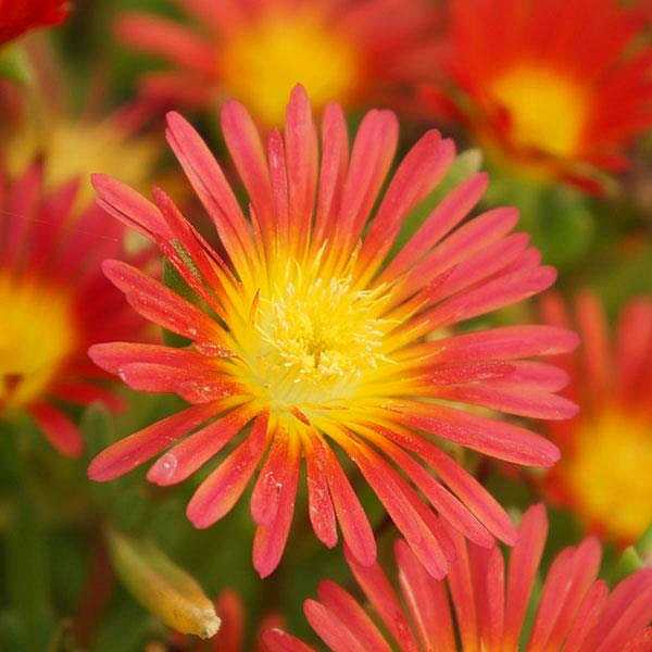 Delosperma 'Wheels of Wonder Fire Wonder' – Ice Plant – 4 inch pot – Ornamental Grassworks