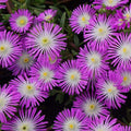 Delosperma 'Wheels of Wonder Violet Wonder' – Ice Plant – 4 inch pot – Ornamental Grassworks