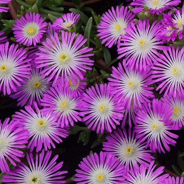 Delosperma 'Wheels of Wonder Violet Wonder' – Ice Plant – 4 inch pot – Ornamental Grassworks