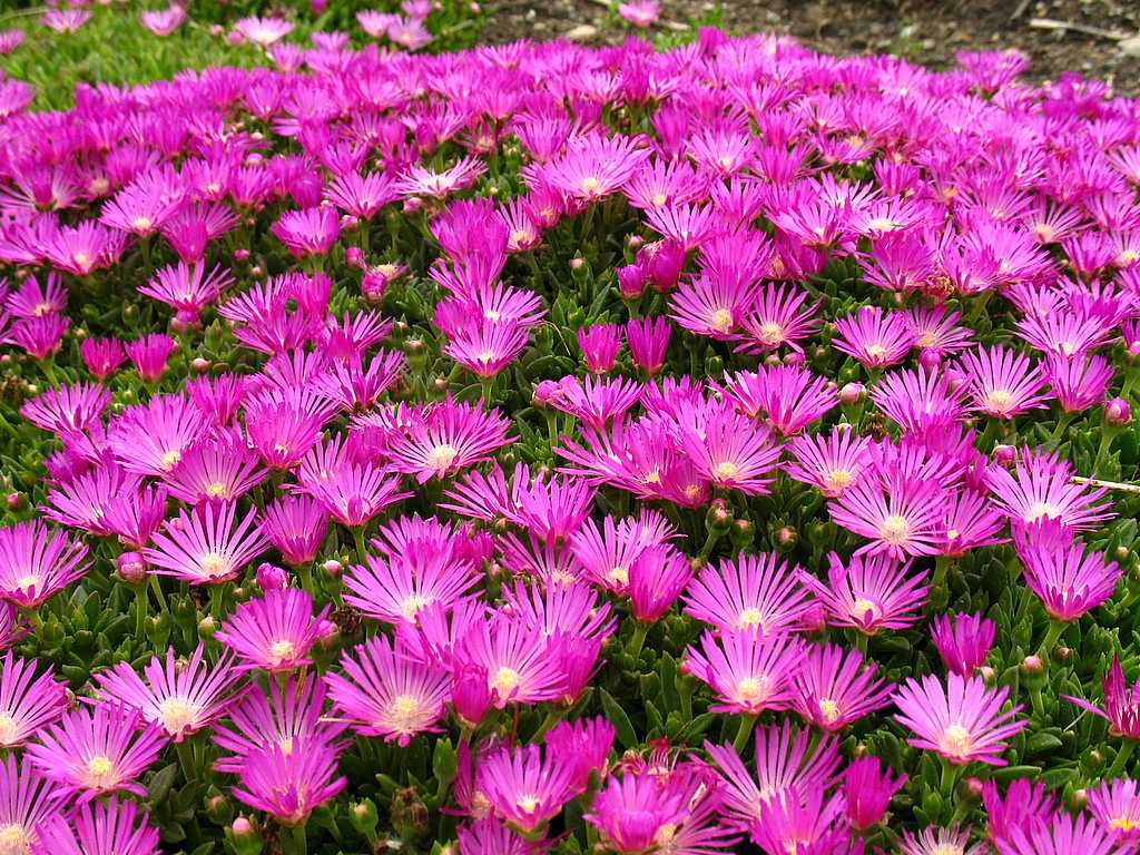 Delosperma cooperi – Fuchsia Ice Plant – 4 inch pot – Ornamental Grassworks