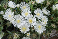 Delosperma 'Wheels of Wonder White Wonder' – Ice Plant – 4 inch pot – Ornamental Grassworks