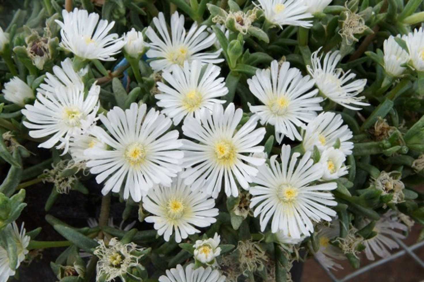 Delosperma 'Wheels of Wonder White Wonder' – Ice Plant – 4 inch pot – Ornamental Grassworks