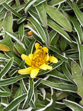 Dymondia margaretae – Silver Carpet – 4 inch pot – Ornamental Grassworks