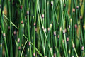 Equisetum hyemale – Scouring Rush, Dutch Rush