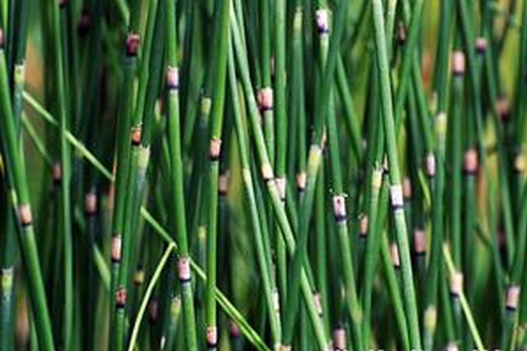 Equisetum hyemale – Scouring Rush, Dutch Rush