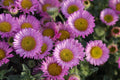 Erigeron glaucus 'Sea Breeze' – Seaside Daisy – 4 inch pot – Ornamental Grassworks