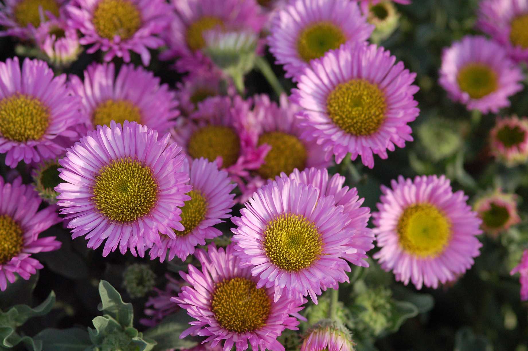Erigeron glaucus 'Sea Breeze' – Seaside Daisy – 4 inch pot – Ornamental Grassworks