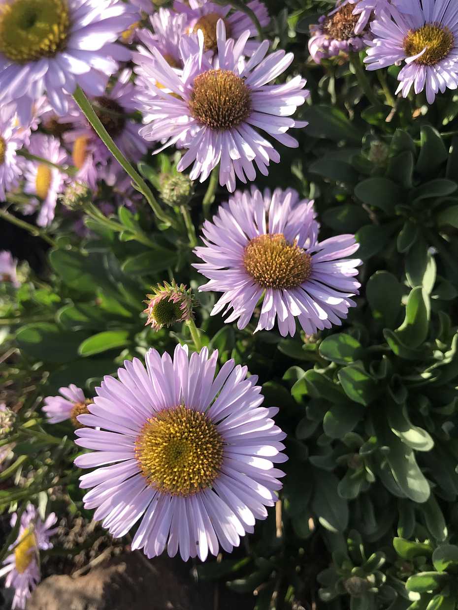 Erigeron glaucus 'Wayne Roderick' – Seaside Daisy – 4 inch pot – Ornamental Grassworks