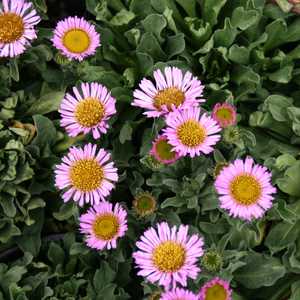 Erigeron glaucus 'Cape Sebastian' – Seaside Daisy – 4 inch pot – Ornamental Grassworks