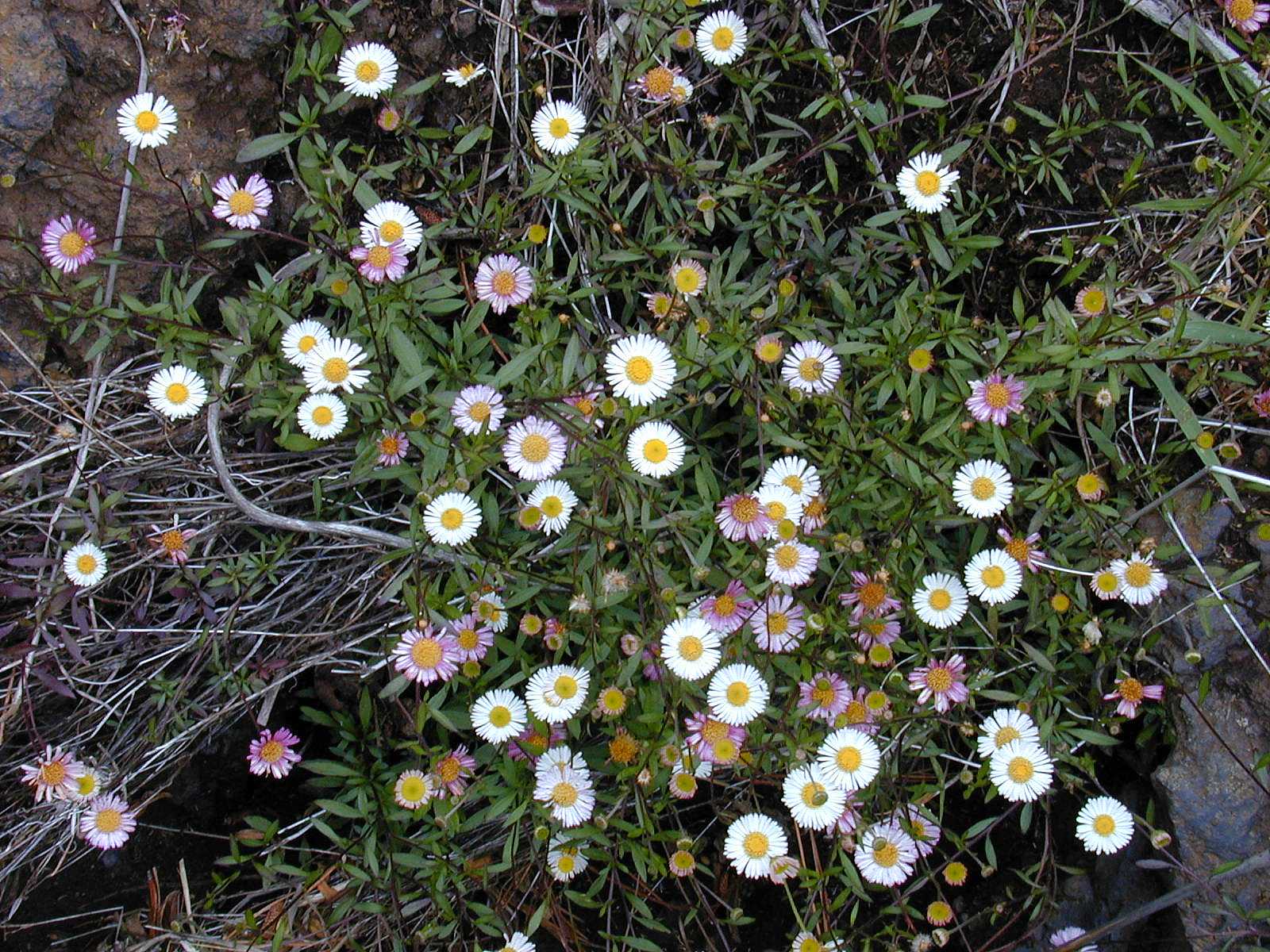 Erigeron karvinskianus – Mexican Daisy – 4 inch pot – Ornamental Grassworks