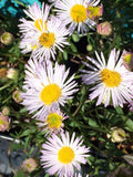 Erigeron karvinskianus 'Moerheimii' – Mexican Daisy – 4 inch pot – Ornamental Grassworks