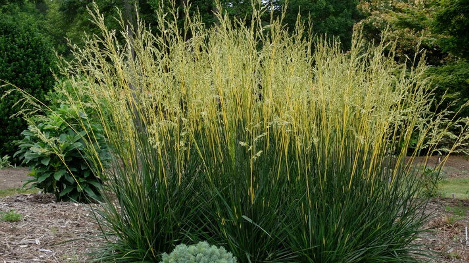Festuca arundinacea 'Glow Sticks' – Tall Fescue Grass