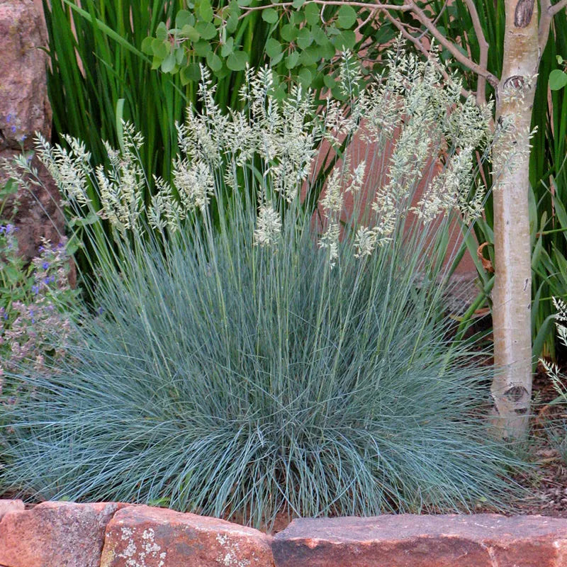 Festuca idahoensis 'Siskiyou Blue' – Idaho Fescue – 4 inch pot – Ornamental Grassworks