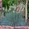 Festuca idahoensis 'Siskiyou Blue' – Idaho Fescue