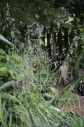 Festuca rubra 'Patrick's Point' – Red Fescue Grass