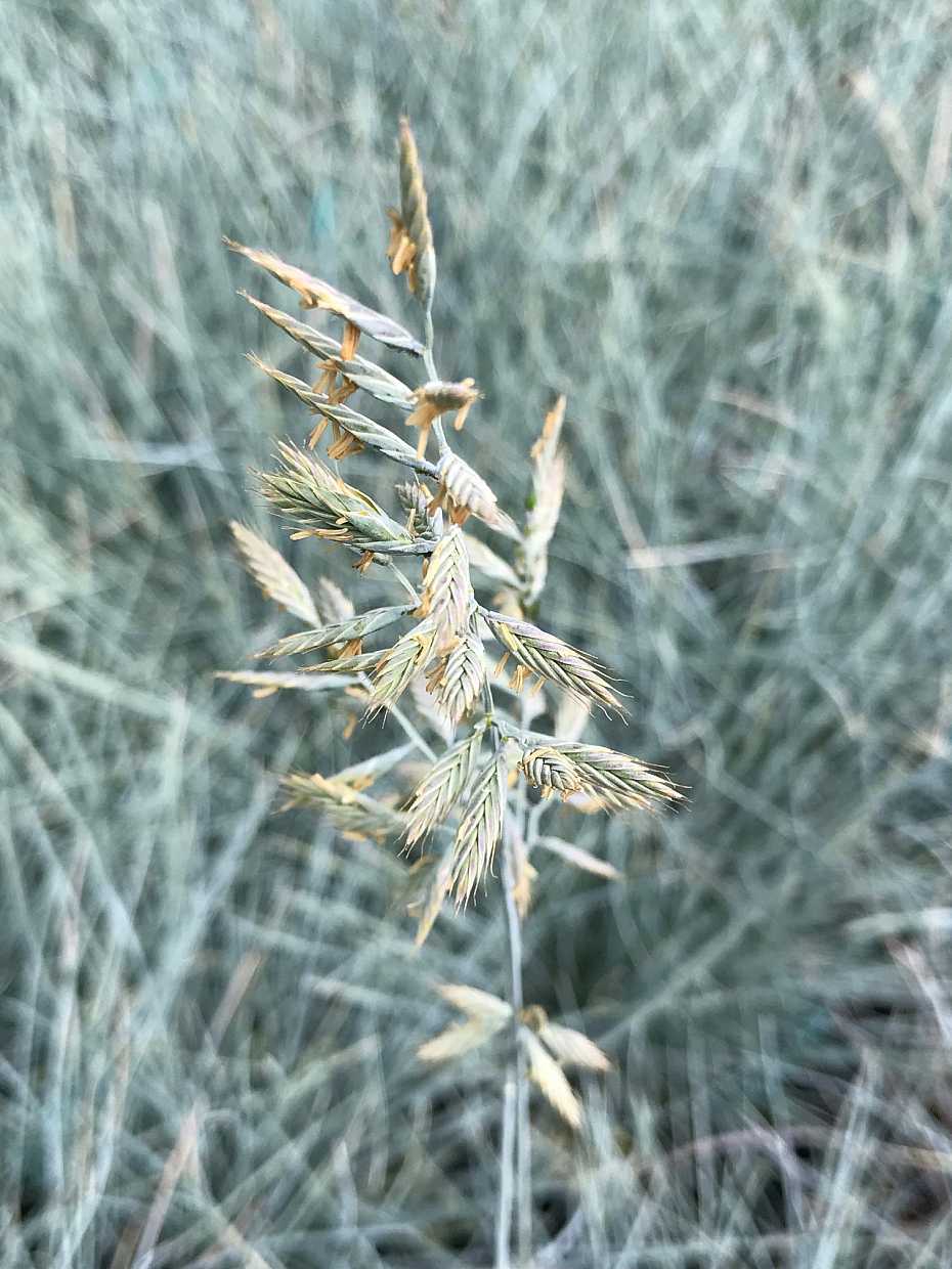 Festuca glauca 'Beyond Blue' – Blue Fescue