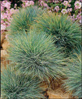 Festuca glauca 'Elijah's Blue' – Blue Fescue Grass