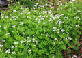 Galium odoratum – Sweet Woodruff – 4 inch pot – Ornamental Grassworks