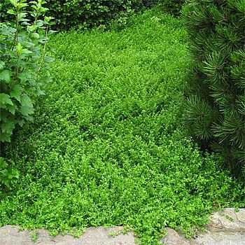 Herniaria glabra – Green Carpet, Rupture Wort – 4 inch pot – Ornamental Grassworks