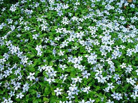 Isotoma fluviatilis 'Blue Star Creeper' – Blue Star Creeper – 4 inch pot – Ornamental Grassworks