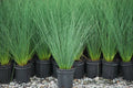 JUNCUS inflexus 'Blue Arrows' – 4 inch pot – Ornamental Grassworks