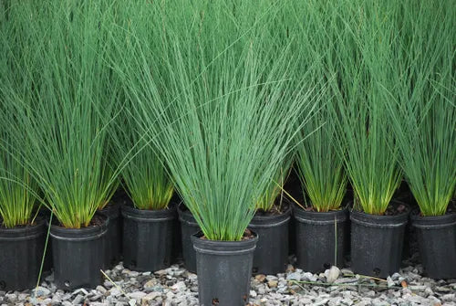 JUNCUS inflexus 'Blue Arrows' – 4 inch pot – Ornamental Grassworks