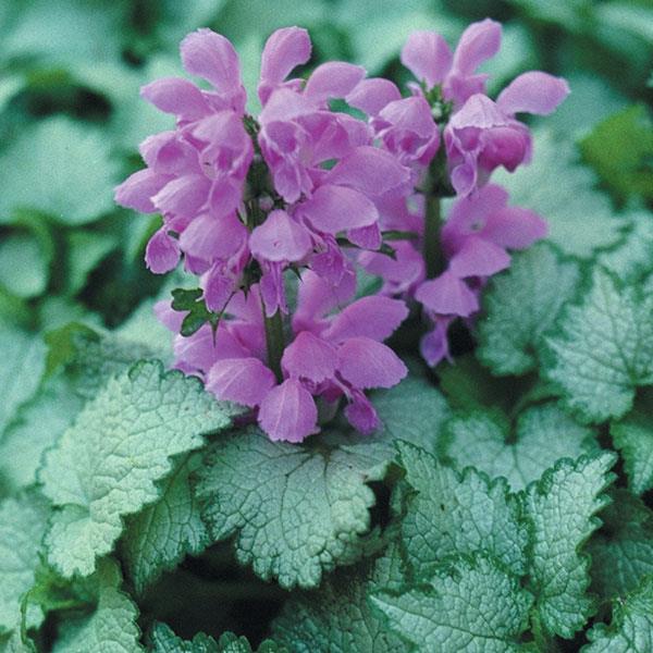 Lamium maculatum 'Orchid Frost' – Spotted Dead Nettle – 4 inch pot – Ornamental Grassworks