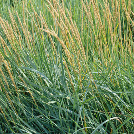 LEYMUS triticoides 'Lagunita'