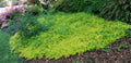 Lysimachia nummularia 'Aurea' – Golden Creeping Jenny – 4 inch pot – Ornamental Grassworks