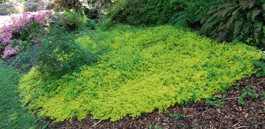 Lysimachia nummularia 'Aurea' – Golden Creeping Jenny – 4 inch pot – Ornamental Grassworks