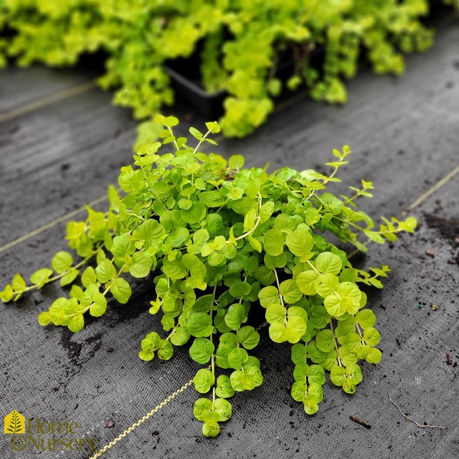 Lysimachia nummularia 'Aurea' – Golden Creeping Jenny – 5 gallon pot – Ornamental Grassworks