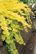 Lysimachia nummularia 'Goldilocks' – Creeping Jenny – 4 inch pot – Ornamental Grassworks