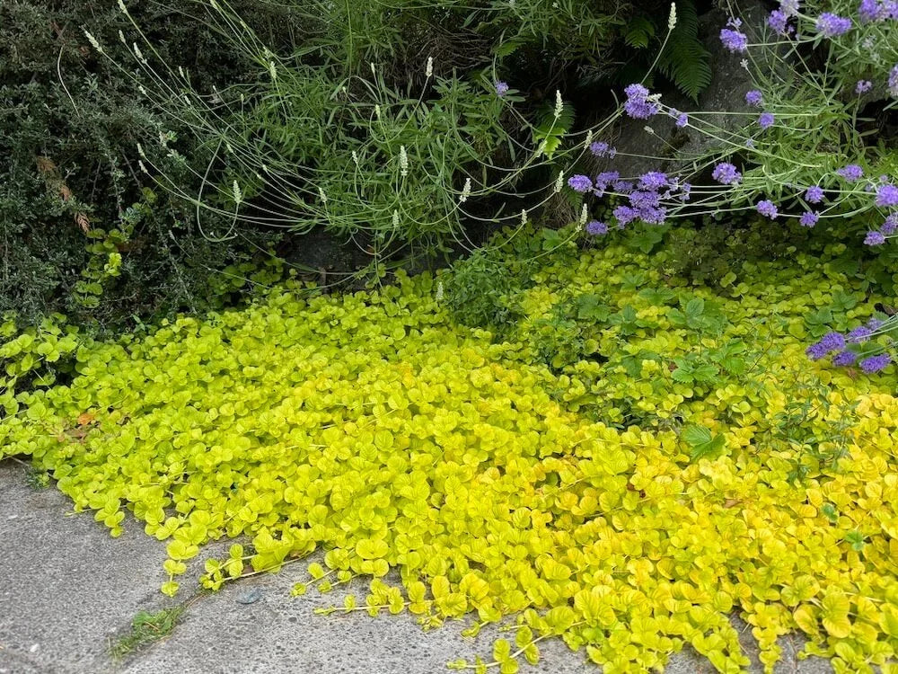 Lysimachia nummularia 'Goldilocks' – Creeping Jenny – 5 gallon pot – Ornamental Grassworks