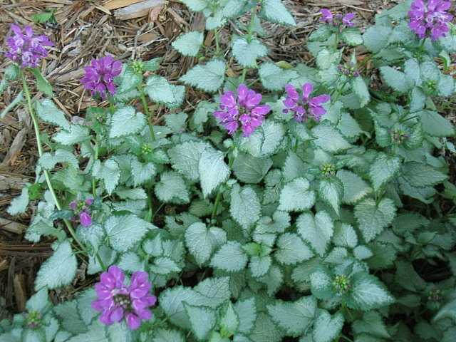 Lamium maculatum 'Beacon Silver' – Spotted Dead Nettle – 4 inch pot – Ornamental Grassworks