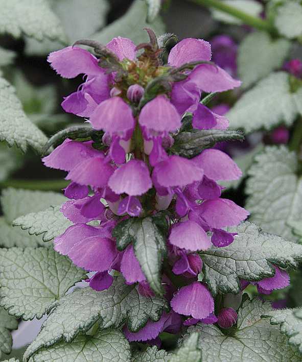 Lamium maculatum 'Ghost' – Spotted Dead Nettle – 4 inch pot – Ornamental Grassworks
