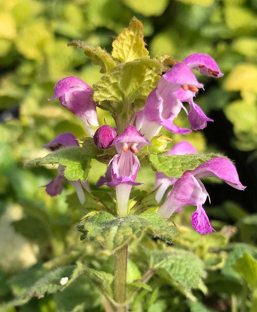 Lamium maculatum 'Aureum' – Golden Dead Nettle – 4 inch pot – Ornamental Grassworks