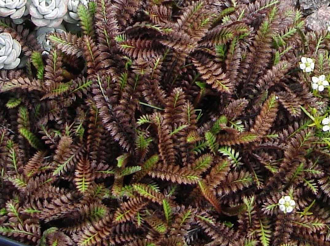 Leptinella squalida 'Platt's Black' – Brass Buttons – 4 inch pot – Ornamental Grassworks