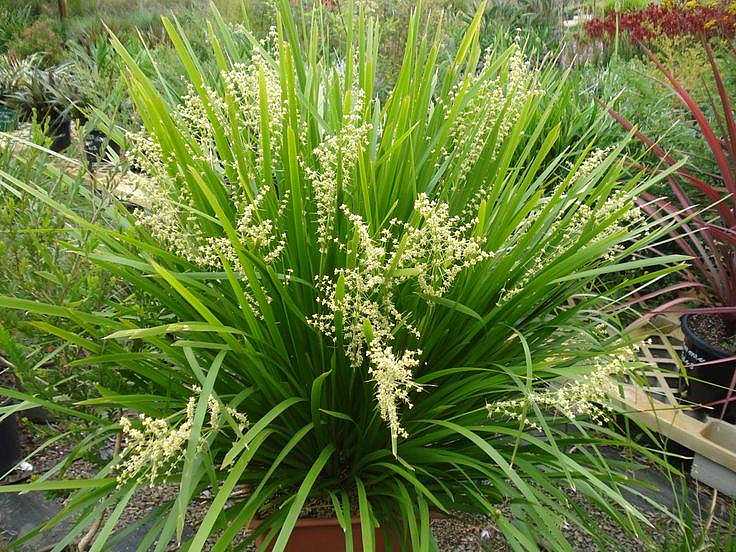 LOMANDRA longifolia 'Breeze' – 4 inch pot – Ornamental Grassworks