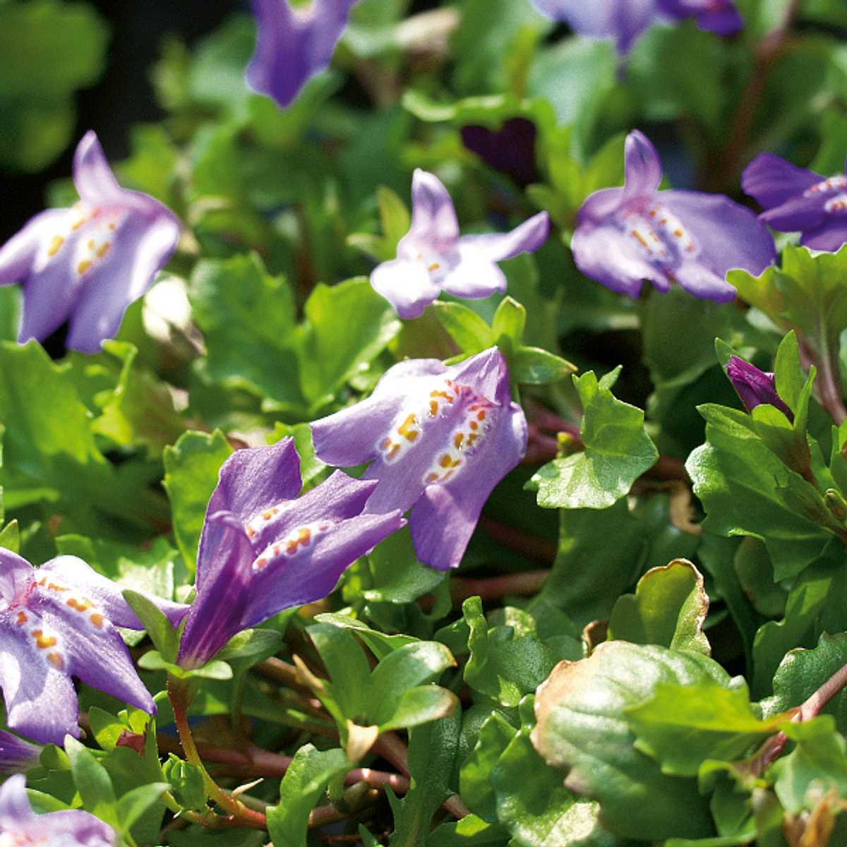 Mazus reptans – Cupflower – 4 inch pot – Ornamental Grassworks