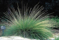 MUHLENBERGIA dubia – 4 inch pot – Ornamental Grassworks