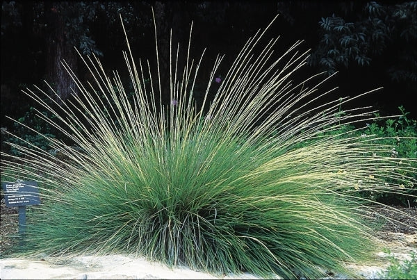 MUHLENBERGIA dubia – 4 inch pot – Ornamental Grassworks
