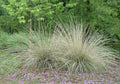 MUHLENBERGIA rigens