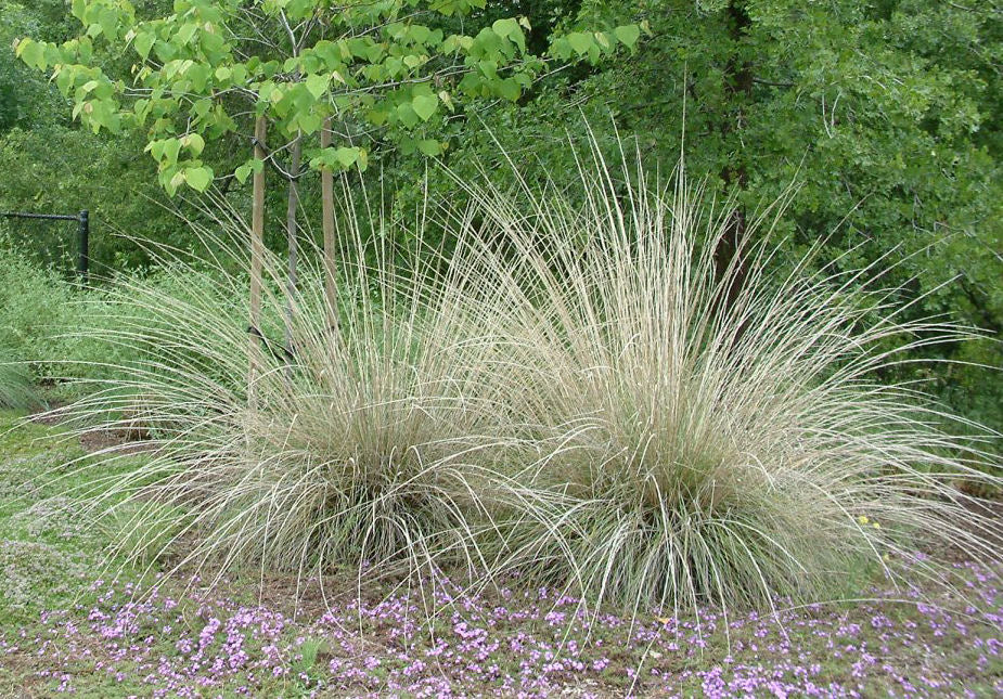 MUHLENBERGIA rigens