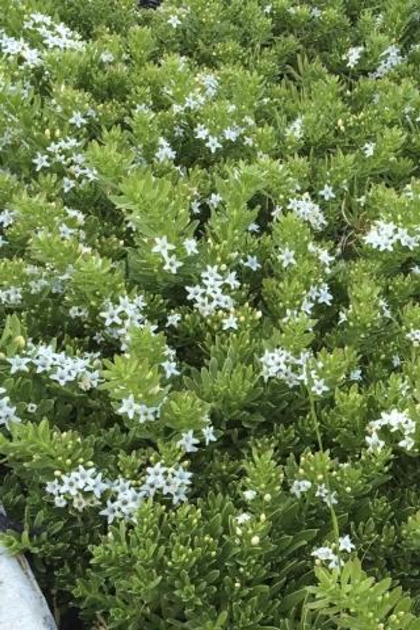 Myoporum parvifolium 'Davis' – Creeping Boobialla – 4 inch pot – Ornamental Grassworks