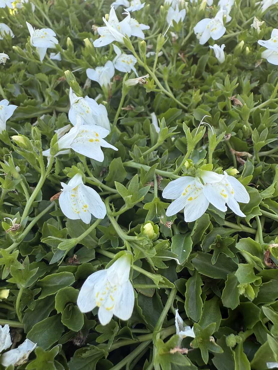 Mazus reptans 'Albus' – White Cupflower – 4 inch pot – Ornamental Grassworks