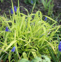 Milium effusum 'Aureum' – Wood Millet