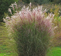 MISCANTHUS sinensis 'Morning Light'
