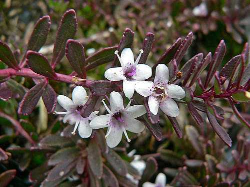Myoporum parvifolium 'Red Leaf Form' – Creeping Boobialla – 4 inch pot – Ornamental Grassworks